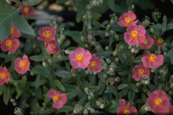 Zonneroosje - Helianthemum 'Frau M. Bachthaler'