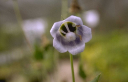 Codonopsis obtusa