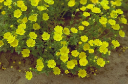 Potentilla aurea