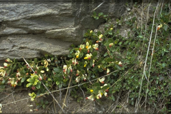 Vleugeltjesbloem Polygala chamaebuxus