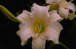 Daglelie - Hemerocallis 'Luxury Lace'