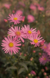 Aster amellus 'Rosa Erfüllung'