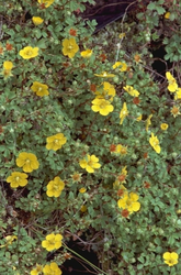 Potentilla ambigua