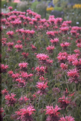 Bergamotplant - Monarda 'Feuerschopf'