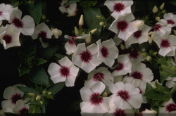 Phlox 'Palona White with Eye'