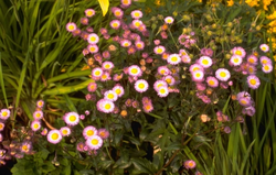 Fijnstraal - Erigeron philadelphicus