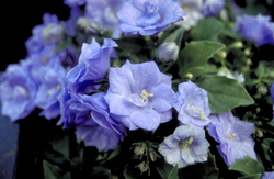 Campanula carpatica 'Blue Wonder'