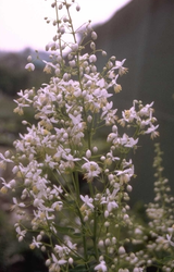 Thalictrum delavayi 'Album'