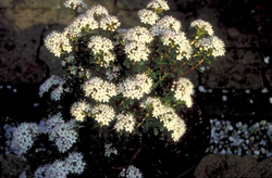 Leiophyllum buxifolium