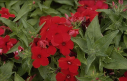 Phlox 'Palona Carmine'