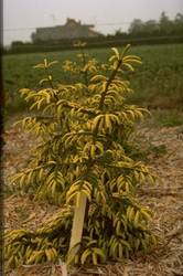 Picea orientalis 'Early Gold'