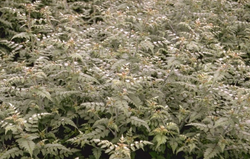 Sierbraam - Rubus thibetanus