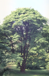 Esdoorn - Acer griseum
