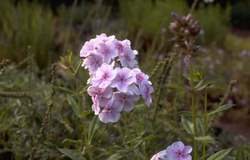 Flox - Phlox 'Lavendelwolke'