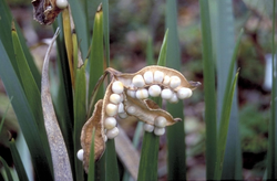 Iris foetidissima 'Fructo-Alba'