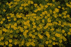 Limnanthes douglasii var. sulphurea