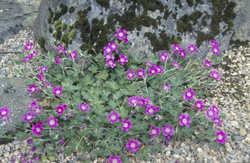 Ooievaarsbek - Geranium 'Orkney Pink'