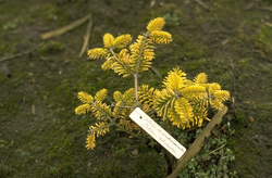 Kaukasische zilverspar - Abies nordmanniana 'Golden Spreader'