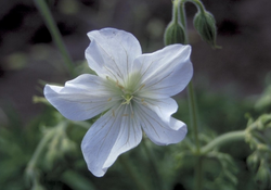 Ooievaarsbek - Geranium clarkei 'Kashmir Green'