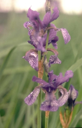 Iris versicolor