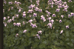 Kletterveilchen - Viola hederacea