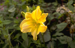 Daglelie - Hemerocallis 'William Munson'