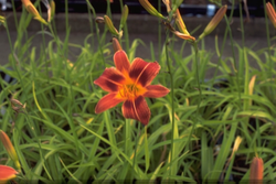 Daglelie - Hemerocallis 'Hugh Johnson'