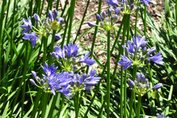 Afrikaanse lelie Agapanthus 'Lilliput'