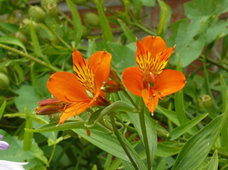 Peruanische Lilie - Alstroemeria 'Orange King