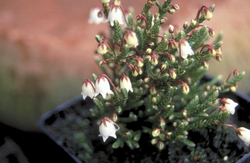 Cassiope 'Badenoch'