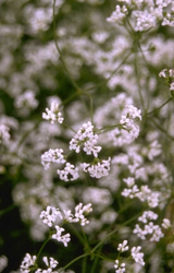 Verfbedstro 'Asperula tinctoria'