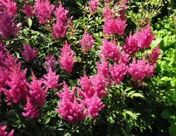 Spierstruik - Astilbe 'Gloria'