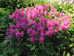 Spierstruik - Astilbe 'Gloria'