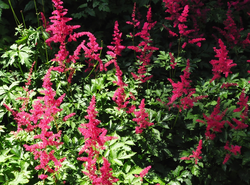 Spierstruik - Astilbe 'Spinell'