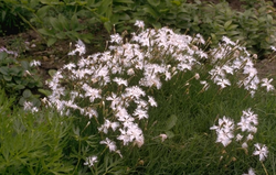 Zandanjer - Dianthus arenarius