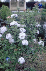 Sneeuwbal - Viburnum x burkwoodii 'Mohawk'