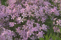 Flox - Phlox 'Benita'