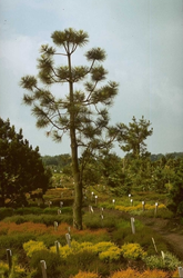 Pinus ponderosa