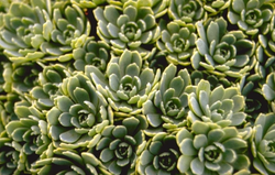 Vetkruid - Sedum pachyclados