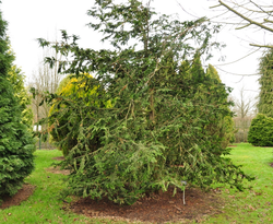 Chamaecyparis obtusa 'Filicoides'