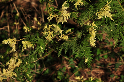 Japanse cipres - Chamaecyparis pisifera 'Nana'