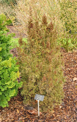 Japanse cipres - Chamaecyparis thyoides 'Andeleyensis'