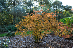 Chamaedaphne calyculata