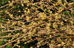 Chimonanthus praecox Meloenboompje