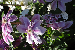 Clematis 'Bees' Jubilee'