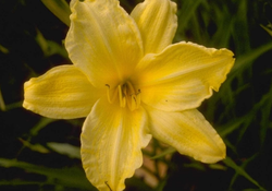 Daglelie - Hemerocallis 'Dawn Supreme'