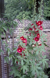 Stokroos - Alcea ficifolia 'Rood'