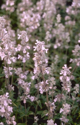 Kattenkruid - Nepeta 'Porzellan'