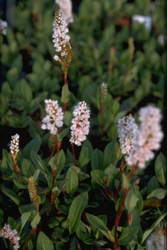 Duizendknoop Persicaria affinis