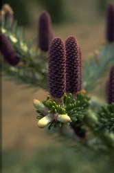 Koreaanse zilverspar - Abies koreana 'Prostrate Beauty'